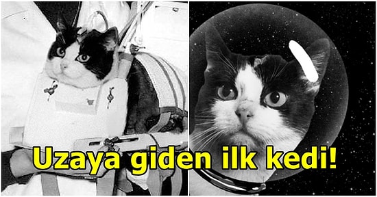 Fransız Bilim İnsanları Tarafından Uzay'a Fırlatılan Kedi Felicette'nin Hikayesi