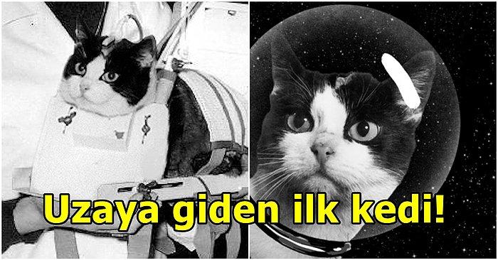 Fransız Bilim İnsanları Tarafından Uzay'a Fırlatılan Kedi Felicette'nin Hikayesi