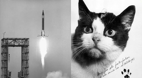 Tüm kediler arasından Félicette, uzaya gitmek için altı adaydan biri olarak seçildi.