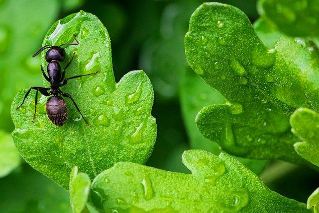 8. Bazı insanlar karıncaların kendine has bir kokusu olduğunu söyleyerek karınca ve kolonilerinin kokusunu alabilir.