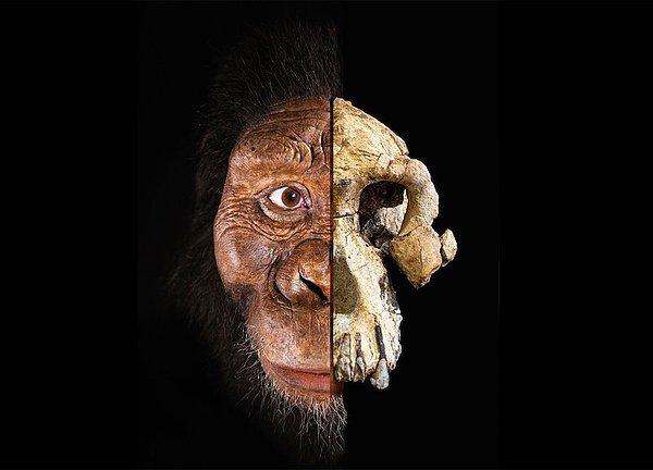 Araştırmanın başyazarı, Hollanda'daki Leiden Üniversitesi'nden Prof. Dr. Wil Roebroeks, "Başlangıçta ormanlık olan alan Neandertaller geldiğinde açık hale geldi ve yaklaşık  iki bin yıl boyunca bu şekilde kaldı. Onlar gittikten sonraysa orman yeniden ortaya çıktı" ifadelerini kullandı.
