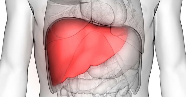 Tıp dünyasının can kurtarıcı işlemlerinden biri olan organ nakli, birçok hastayı hayata döndüren, birçok insana umut kaynağı olan br işlemdir.