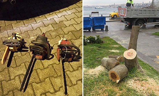 Manzarayı Kapatıyor Diye: Kız Kulesi'nin Karşısındaki Ağaçları Kesenler Hakkında 7'şer Yıl Hapis İstemi