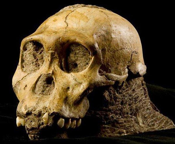 Diğer bilim adamlarının bildirdiğine göre, Avrupalı Neandertaller ve H. sapien'ler yaklaşık 45 bin yıl önce şaşırtıcı derecede fazla cinsel ilişkiye girmişler.