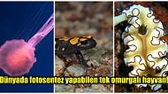 Bazı Hayvanların da Bitkiler Gibi Fotosentez Yapabildiğini Biliyor muydunuz?