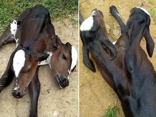 Brezilya'da 2 Başlı Bir Buzağı Dünyaya Geldi: Sahibi Hemen Veterineri Aradı