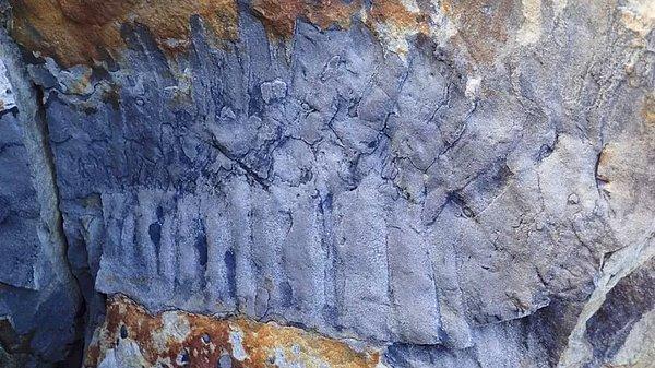 'Bulduğumuz fosil büyük ihtimalle hayvanın büyürken attığı dış iskeleti'