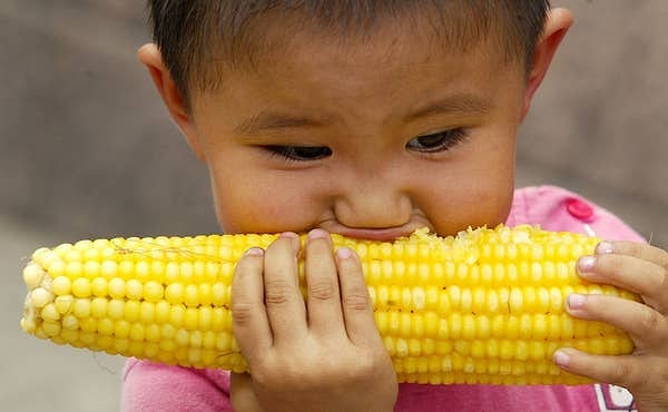 11. Ears of corn typically have an even number of rows — most have an average of 16.