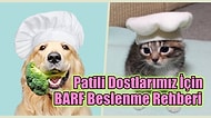 Patili Dostlarımız İçin BARF Beslenme Rehberi: BARF Beslenme Nedir? Minik Dostlarımız Bu Tariflere Bayılacak!