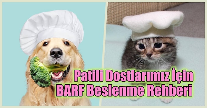 Patili Dostlarımız İçin BARF Beslenme Rehberi: BARF Beslenme Nedir? Minik Dostlarımız Bu Tariflere Bayılacak!