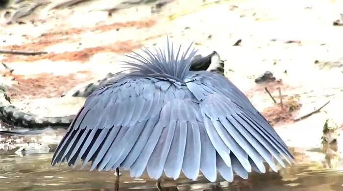 Kara Balıkçılın Muazzam Avlanma Taktiği: Kanatlarını Şemsiye Gibi Kullanarak Balıkları Kendine Çekiyor