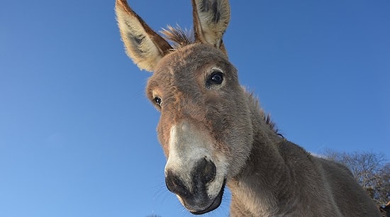 Yargıtay, Eşeği 'Büyükbaş' Hayvan Saydı