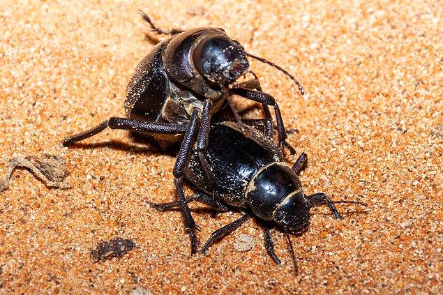 Araştırma, Çin Tarım Bilimleri Akademisi'nin bilim insanları tarafından Moğol kara böceği olarak bilinen Platyope mongolica türüne mensup böceklerin çiftleşme ritüelleri üzerine yapıldı.