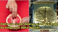 Bilim İnsanları, Kadın Beynindeki Bir Bölgenin 'Klitorisle' Doğrudan İlişkili Olabileceği Keşfetti