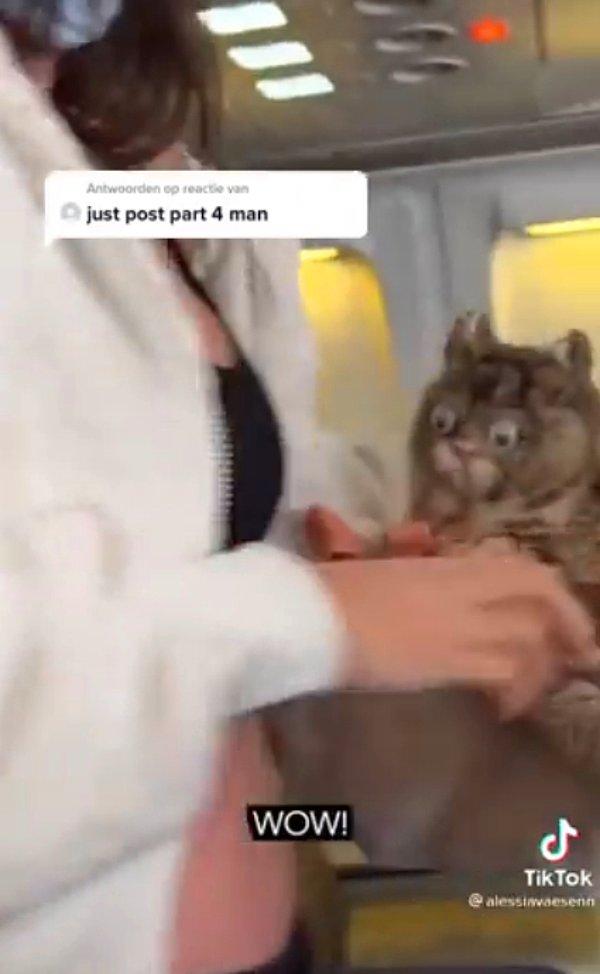 Güvenliklerin ve diğer yolcuların hedefi olan kadın videonun sonunda kedisinin "izin verilmiş" bir hayvan olduğunu söyleyerek yüzünü gösterdi. Anlaşılan üzere kedi gerçek değil, oyuncak kedi çıktı.