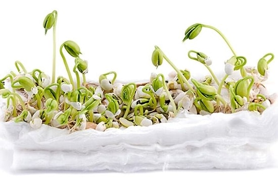 Pamuğa Fasulye Nasıl Ekilir? Fasulye Kaç Günde Çimlenir?