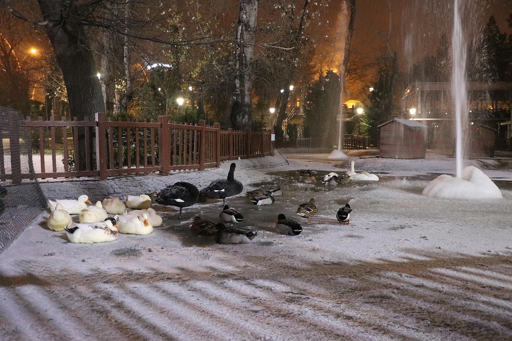Ankara’nın Simgelerinden Kuğulu Park Buz Tuttu