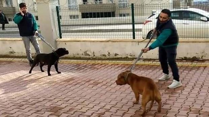 Gaziantep Valiliği'nden Pitbull Saldırısı Hakkında Açıklama: 6 Kişi Gözaltına Alındı