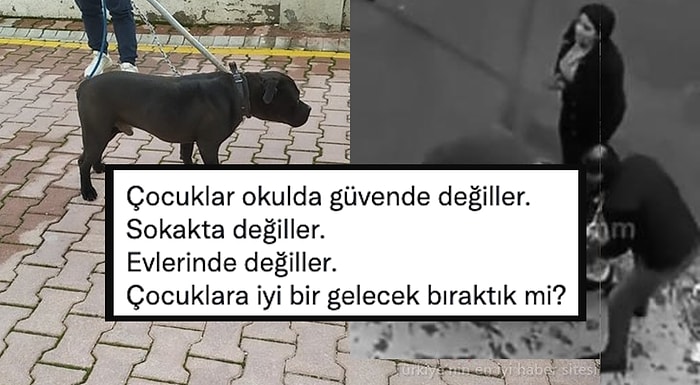 Pitbull Saldırısına Uğrayan ve Ağır Yaralanan 4 Yaşındaki Asiye'nin Ardından Sosyal Medyada Tepkiler Yükseldi