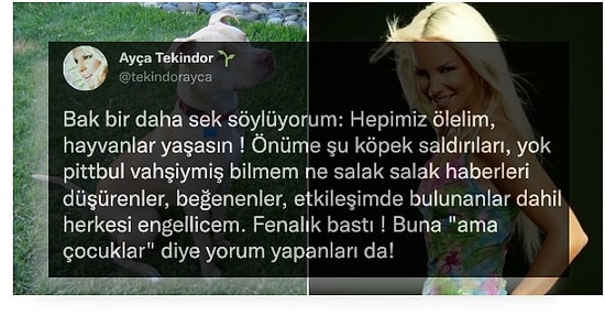 Ayça Tekindor'un Pitbull Saldırısıyla İlgili "Hepimiz Ölelim Hayvanlar Yaşasın" Sözleri Tartışma Yarattı