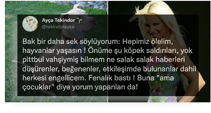 Ayça Tekindor'un Pitbull Saldırısıyla İlgili "Hepimiz Ölelim Hayvanlar Yaşasın" Sözleri Tartışma Yarattı