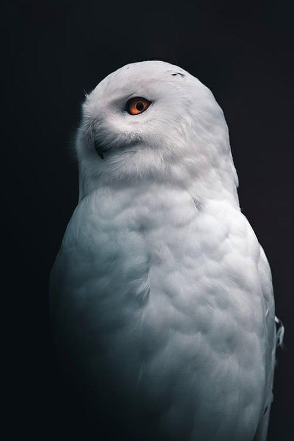 13. Baykuşların gözleri yoktur. Bunun yerine, sklerotik halkalar tarafından tutulan uzun tüplere sahiptirler.