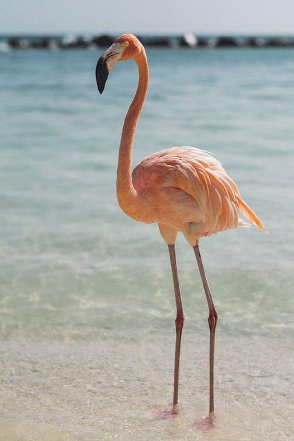 17. Flamingolar, gagalarının yapısından dolayı sadece başları ters olduğunda yemek yiyebilirler.