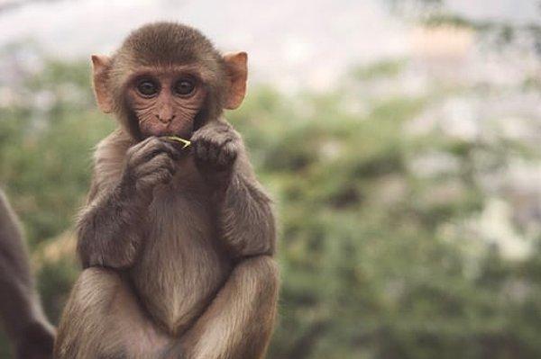 22. Tayland, Lopburi sakinlerinin Phra Prang Sam Yot tapınağının yakınında yaşayan 3 bin maymunu 4,5 ton meyve ve sebze yemeleri için ikramlar sağlayarak onurlandırdığı yıllık 'Maymun Büfe Festivali' düzenliyor.