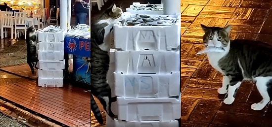 Şimdi Biz Bunu Nasıl Yakalayalım? Dünyanın En Tatlı Hırsızı Olan Kedicik Suçüstü Yakalandı