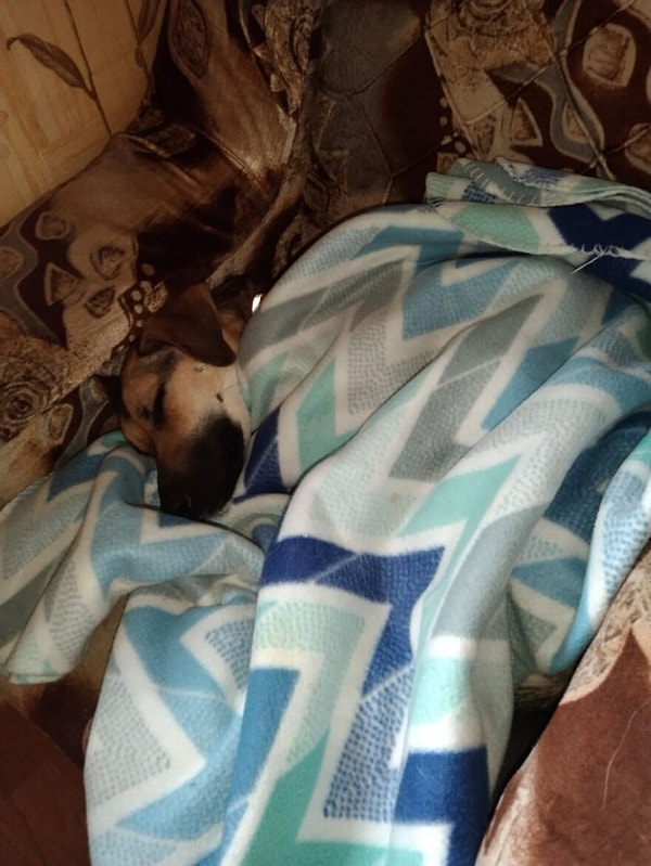 Это Рада, бедная исхудавшая собака, оставленная умирать в многоквартирном доме.