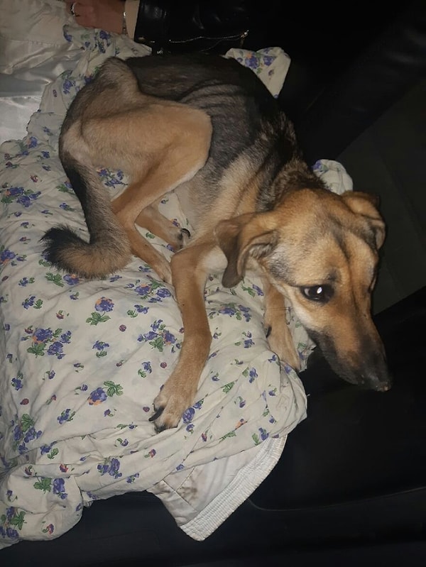 Ни один из ближайших приютов не хотел забирать собачку, но через час после появления новостей один человек заявил, что ее доставили в клинику.