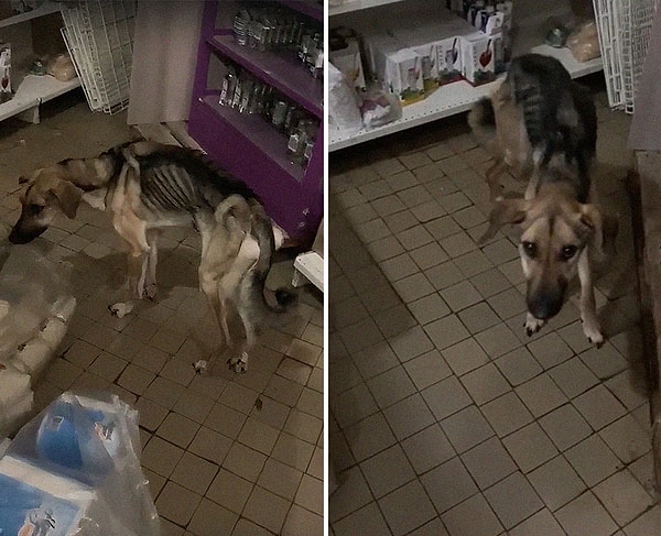 Расследование показало, что хозяин просто бездушно покинул город и запер в квартире кошку и собаку, оставив их умирать. И, к сожалению, несмотря на боль, Рада все же оказалась более удачливой, чем кошка: российские репортеры заявили, что кошка не выжила. Бедная кошечка ...