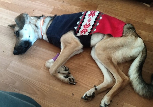 Несмотря на произошедшее, собачка сейчас в надежных руках и выздоравливает.