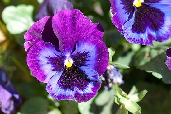 Menekşe Nasıl Ekilir? Menekşe Budaması Nasıl Yapılır?