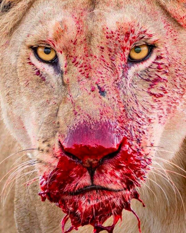 1. Ürkütücü bakışlarıyla kanımızı donduran bir aslan: