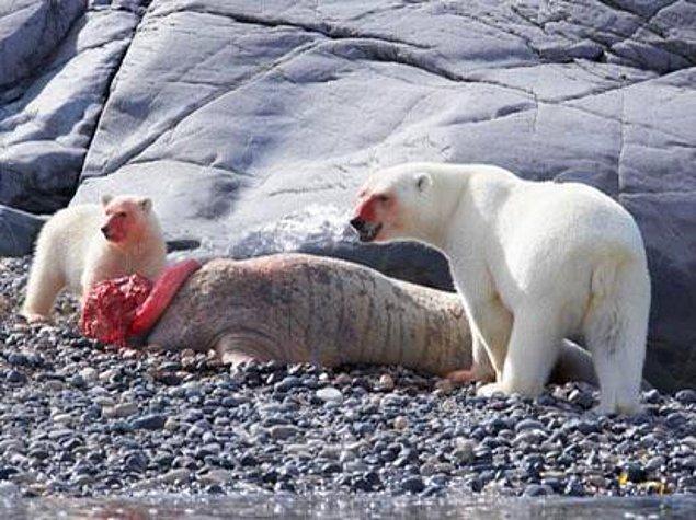9. Kutup ayılarını hiç böyle görmediniz!👇
