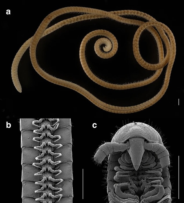 10. Bilim insanları, Batı Avustralya'da yerin 60.9 metre altında dünyanın ilk kırkayağı olan 'Eumillipes persephone'yi buldular. Bu canlının toplamda 1306 bacağı var!