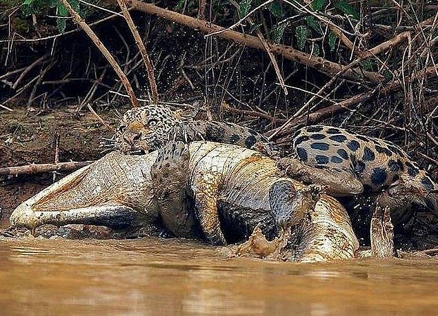 13. Brezilya'nın Pantanal bölgesinde Güney Amerika timsahı avlayan ürkütücü bir jaguar: