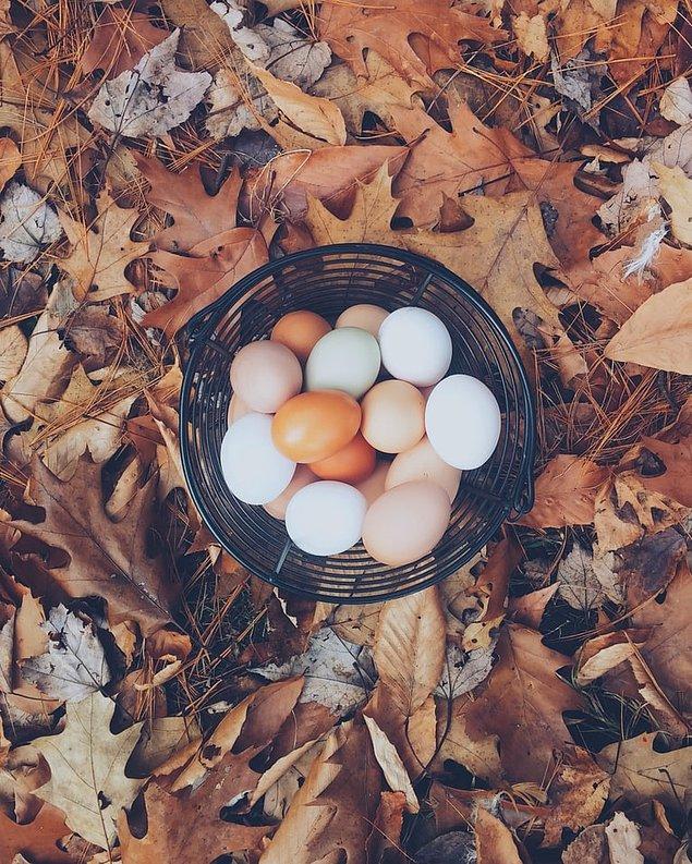 İnanışa göre, kökenleri Asya olan tavukların yumurtası kahverengiyken Akdeniz'e ait olanların tavuk yumurtalarının beyaz olduğu düşünülüyor.