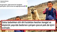 İçimizi Isıtsın Notuyla Paylaşılan Kulağı Kesik Bir Köpek ve Çocuk Fotoğrafı Olay Yarattı