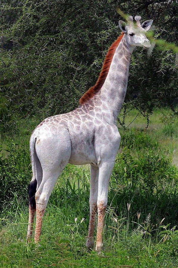 7. Sizleri Zürafa Omo ile tanıştıralım! Kendisi lösizmden muzdarip bir zürafa yani Omo'nun kısmi bir pigmentasyon kaybı var.