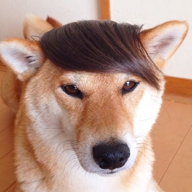2. Tokyo'da köpekler için peruklar satılır ve bu çok yaygın bir durumdur.