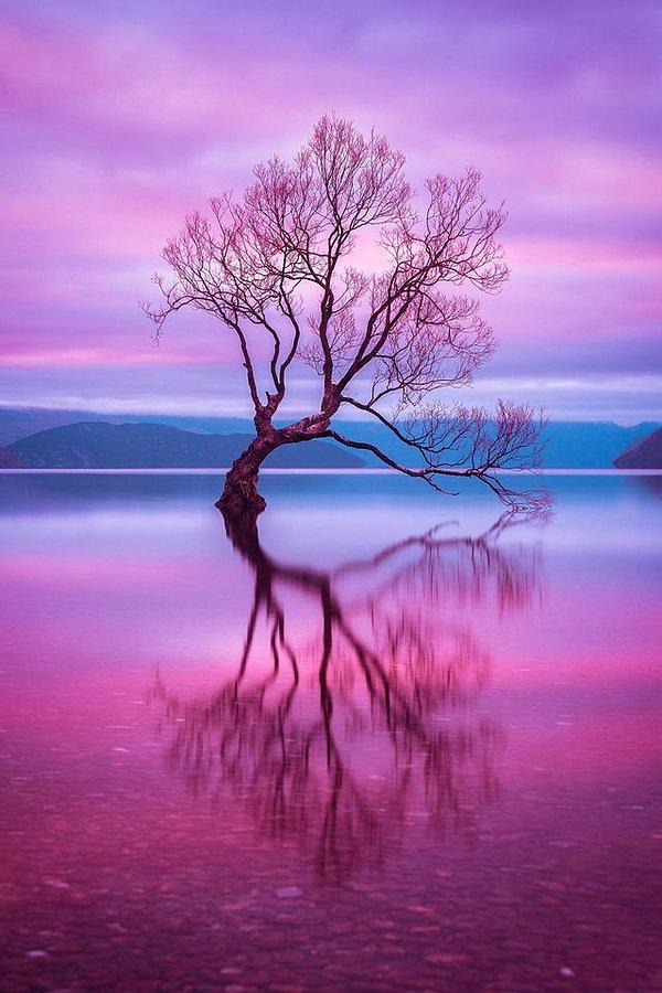 1. Yeni Zelanda - Wanaka Ağacı: