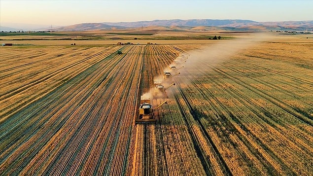 'İlk defa arpa ve buğday tohumu verdik'
