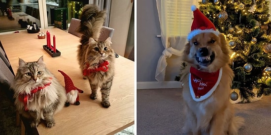 16 случаев, когда домашние животные скрасили вечерок на Новый год