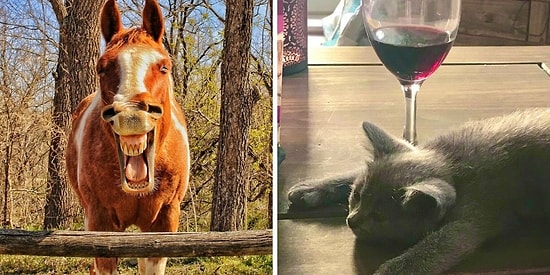 16 самых смешных фотографий домашних питомцев от финалистов конкурса Comedy Pet Photo Awards 2021