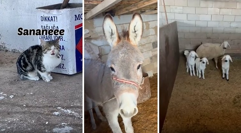 Hayvanlarla Konuşarak Çektiği Videolar ile İzleyenlere Pozitif Enerji Saçan Adam: İsa Yurtsev