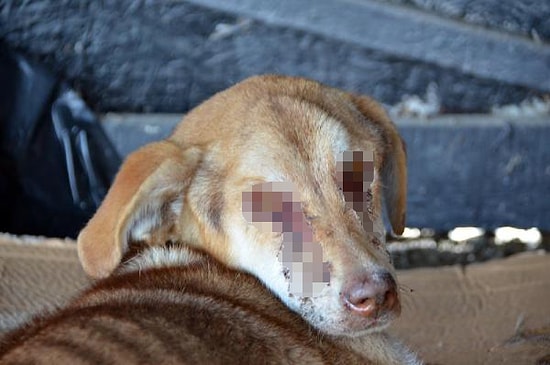 Zonguldak'ta Vahşet: Sokak Köpeğinin Gözlerini Dağladılar!