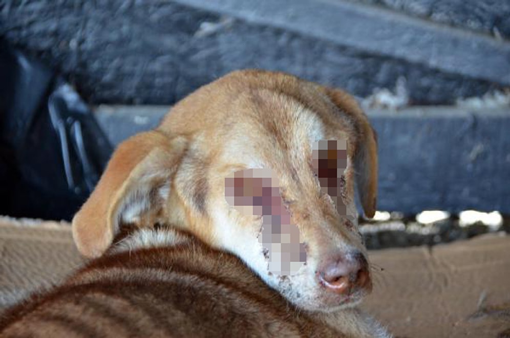 Zonguldak'ta Vahşet: Sokak Köpeğinin Gözlerini Dağladılar!