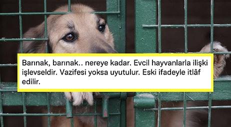 Evcil Hayvanların İtlaf Edilebileceğini Söyleyen İHH Konya İl Başkanının "Merhametsizliği" Tepki Çekti